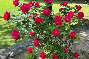 7508 Hazelhurst Cir, Apex, NC 27502 - Photo 58