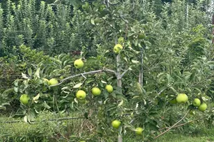 502 John Jones Rd, Bahama, NC 27503 - Photo 18