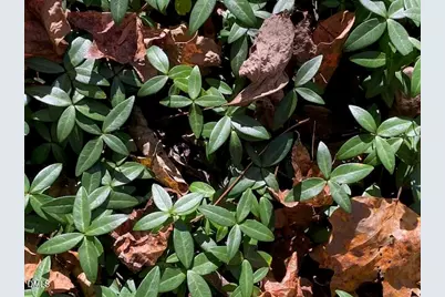 Lot 5 Sepelo Way, Efland, NC 27243 - Photo 10