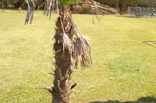 235 Iris Bryant Rd, Erwin, NC 28339 - Photo 70