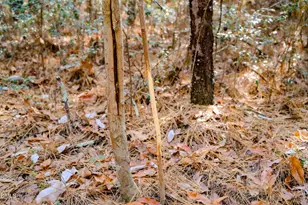 5131 Ponderosa Rd, Sanford, NC 27332 - Photo 30