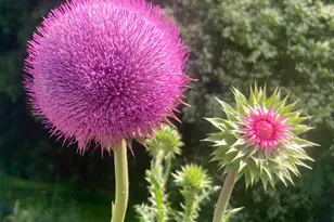 6202 Montgomery Ests Rd, Hillsborough, NC 27278 - Photo 2