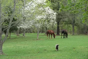 291 Meadow View Dr, Moncure, NC 27559 - Photo 56