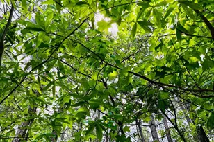 0 S Plank Rd, Sanford, NC 27330 - Photo 12