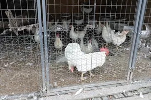 7117 Sunset Lake Rd, Fuquay Varina, NC 27526 - Photo 40