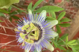 500 N Gulf St, Sanford, NC 27330 - Photo 18