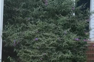 1011 Scotsburg Trail, Hillsborough, NC 27278 - Photo 4