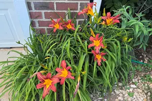 1011 Scotsburg Trail, Hillsborough, NC 27278 - Photo 6