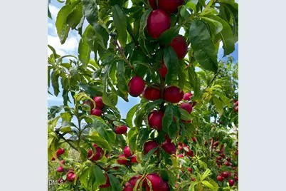 1055 Kelly Drive, Nashville, NC 27856 - Photo 44