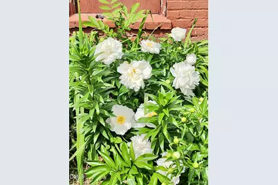 415 E Lane Street, Raleigh, NC 27601 - Photo 42