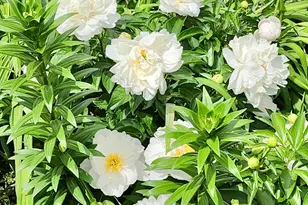 415 E Lane St, Raleigh, NC 27601 - Photo 42