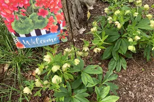 2064 Oxford Rd, Henderson, NC 27536 - Photo 60