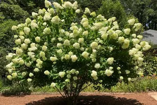 2064 Oxford Rd, Henderson, NC 27536 - Photo 66