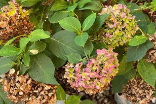 8019 Satillo Ln, Raleigh, NC 27616 - Photo 26