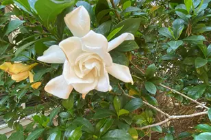 8019 Satillo Ln, Raleigh, NC 27616 - Photo 32