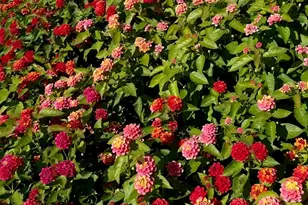 501 Kings Glen Way, Wake Forest, NC 27587 - Photo 44