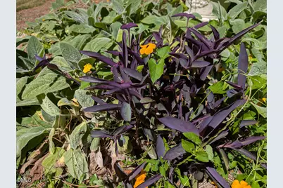 108 Olive Creek Court, Hillsborough, NC 27278 - Photo 58