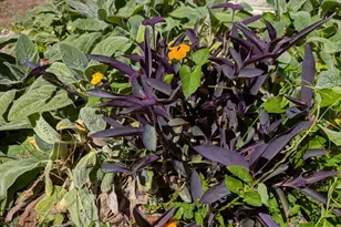 108 Olive Creek Ct, Hillsborough, NC 27278 - Photo 58