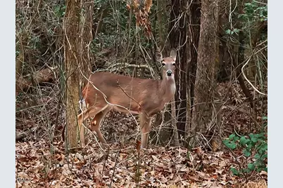523 County Line Road, Manson, NC 27553 - Photo 64