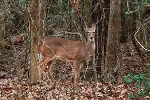 523 County Line Rd, Manson, NC 27553 - Photo 64