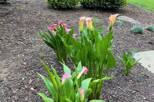 7516 Apex Barbecue Rd, Apex, NC 27502 - Photo 36