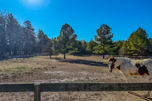 125 Ninovan Pl, Rougemont, NC 27572 - Photo 54