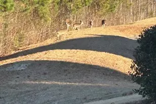 106 Castien Cove Pl, Apex, NC 27539 - Photo 32