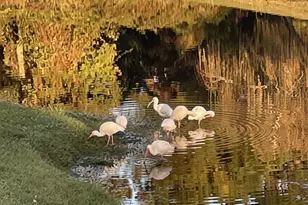 5203 Windward Way, Southport, NC 28461 - Photo 8