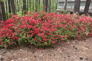 3116 Avondale Ct, Raleigh, NC 27613 - Photo 48