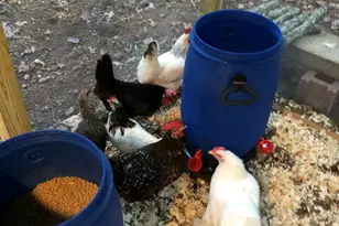 107 Larkwood Ln, Cary, NC 27518 - Photo 44