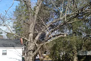 202 N Wayne Ave, Dunn, NC 28334 - Photo 8