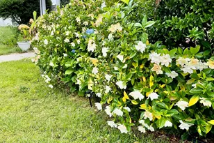 100 Blackberry Creek Dr, Willow Springs, NC 27592 - Photo 36