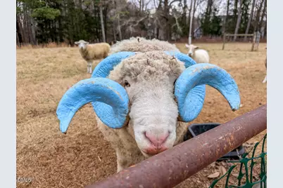 104 Buckeye Lane, Chapel Hill, NC 27516 - Photo 38