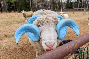 104 Buckeye Ln, Chapel Hill, NC 27516 - Photo 38