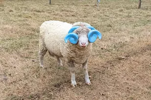 104 Buckeye Ln, Chapel Hill, NC 27516 - Photo 36