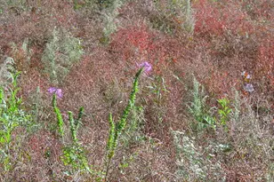 6 Weybridge Pl, Chapel Hill, NC 27517 - Photo 42