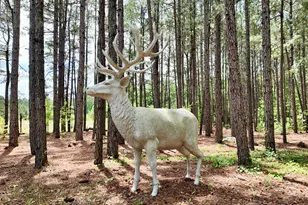 768 Bethesda Church Rd, Fairmont, NC 28340 - Photo 46