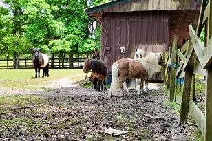 768 Bethesda Church Rd, Fairmont, NC 28340 - Photo 54