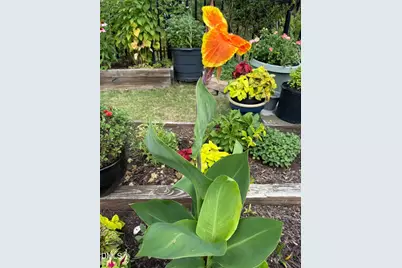 3232 Lacewing Drive, Zebulon, NC 27597 - Photo 22