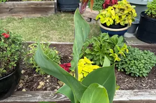 3232 Lacewing Dr, Zebulon, NC 27597 - Photo 22