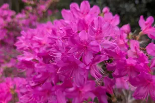 41 Maple Cir, Pittsboro, NC 27312 - Photo 58