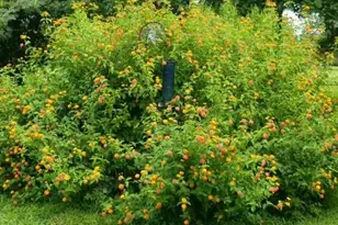 257 Lambe Rd, Snow Camp, NC 27349 - Photo 44