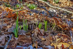4223 Efland - Cedar Grove Rd, Hillsborough, NC 27278 - Photo 58