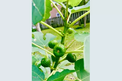 221 Whitfield Street, Enfield, NC 27823 - Photo 44