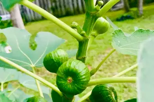 221 Whitfield St, Enfield, NC 27823 - Photo 44