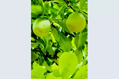 221 Whitfield Street, Enfield, NC 27823 - Photo 46