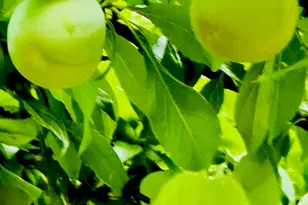 221 Whitfield St, Enfield, NC 27823 - Photo 46