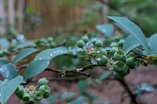 4514 Creeks Crossing, Efland, NC 27243 - Photo 40