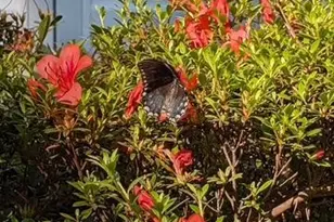 4514 Creeks Crossing, Efland, NC 27243 - Photo 46