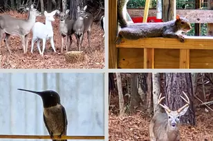 2465 Shoeheel Rd, Selma, NC 27576 - Photo 34